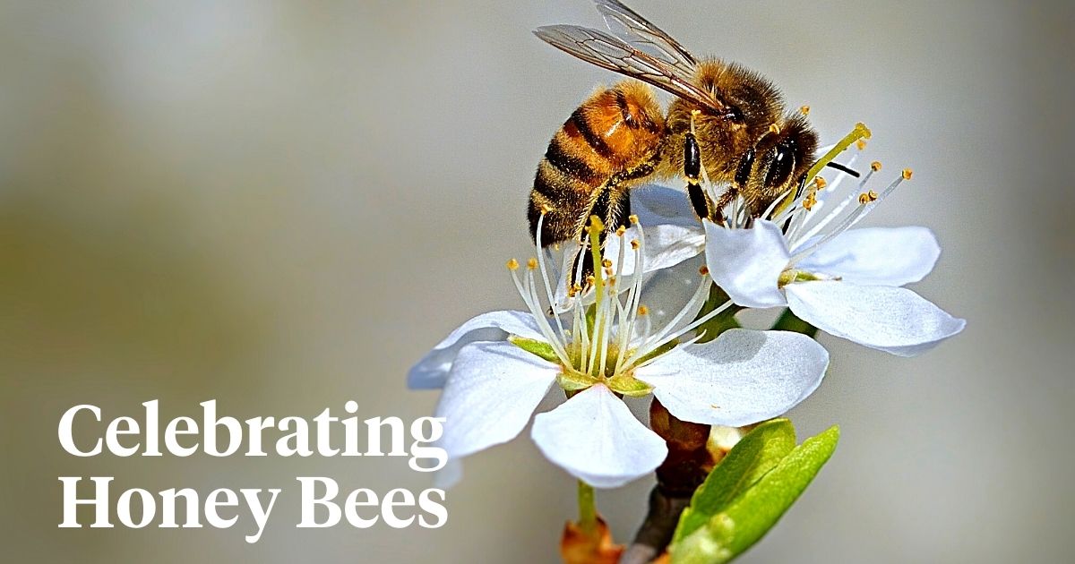 ​The remarkable World Honey Bee Day celebrates honeybees.
