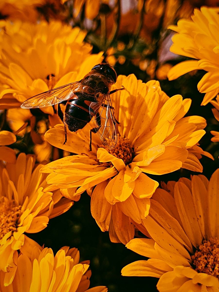 ​The Remarkable World Honey Bee Day