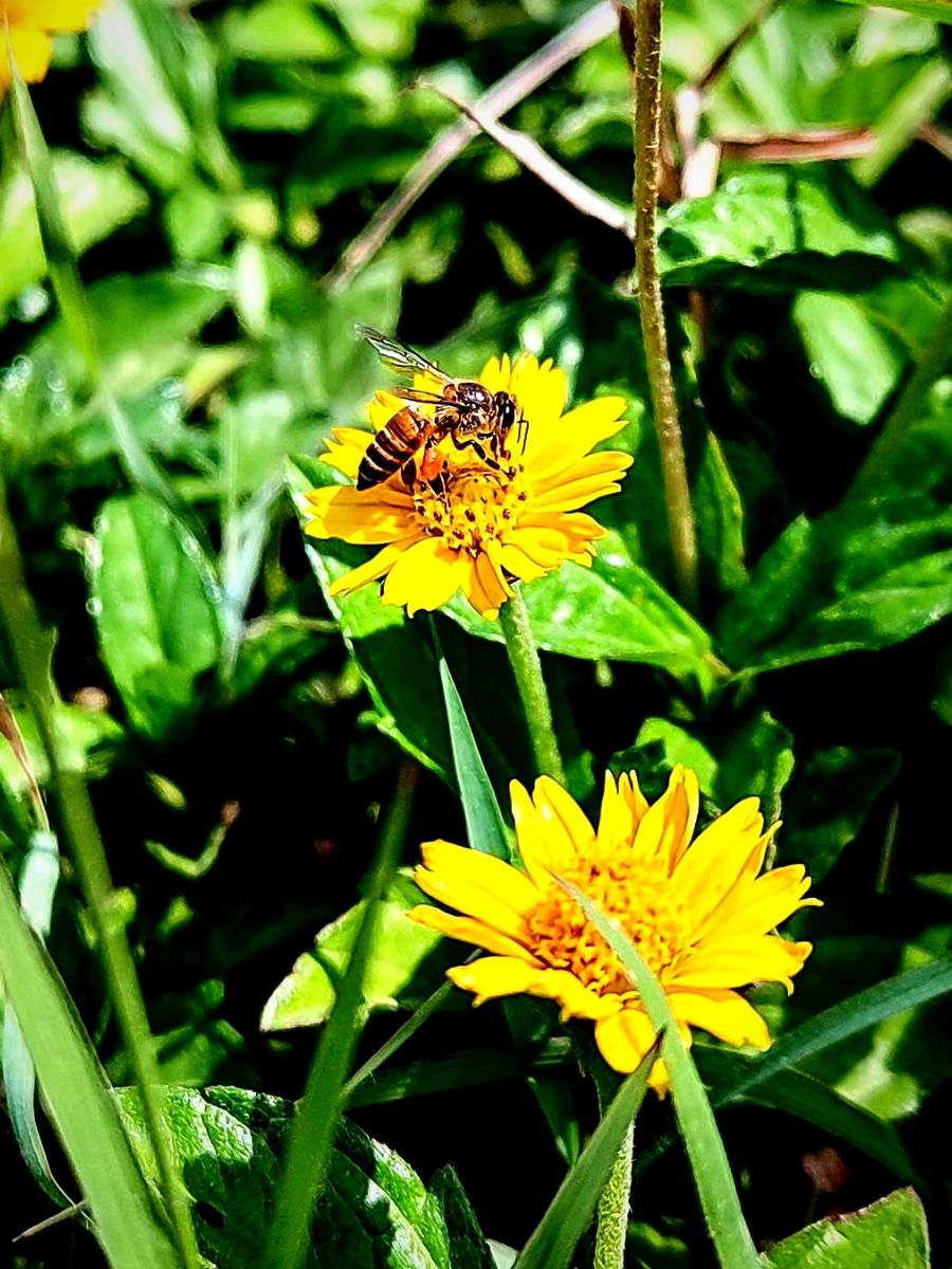 Celebration and Education Go Hand in Hand at World Honey Bee Day - Artic