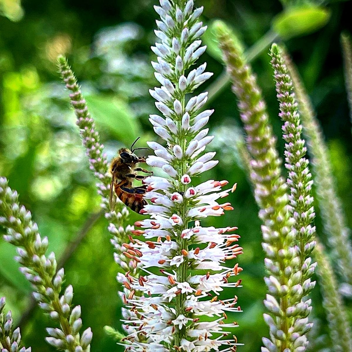 World Honey Bee Day is an annual call to action