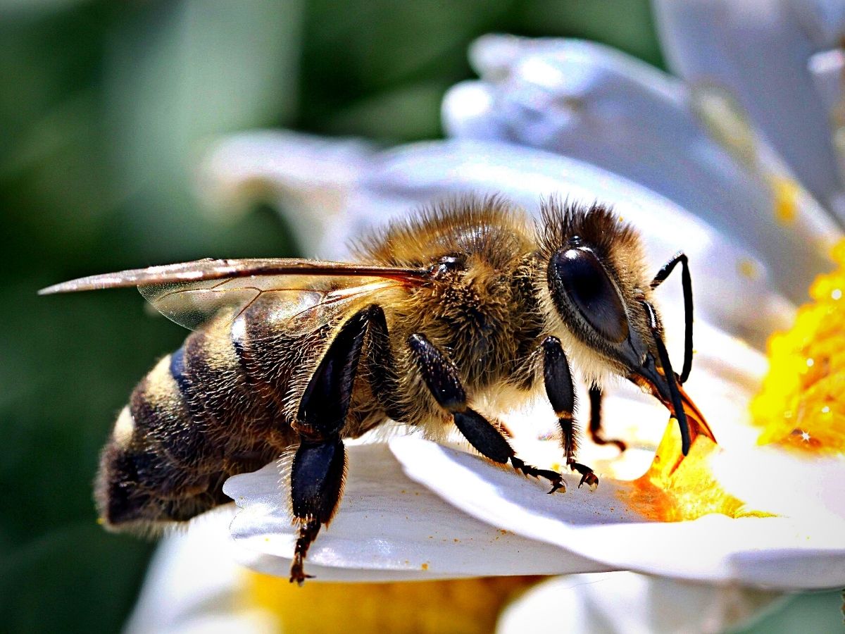 ​The Remarkable World Honey Bee Day