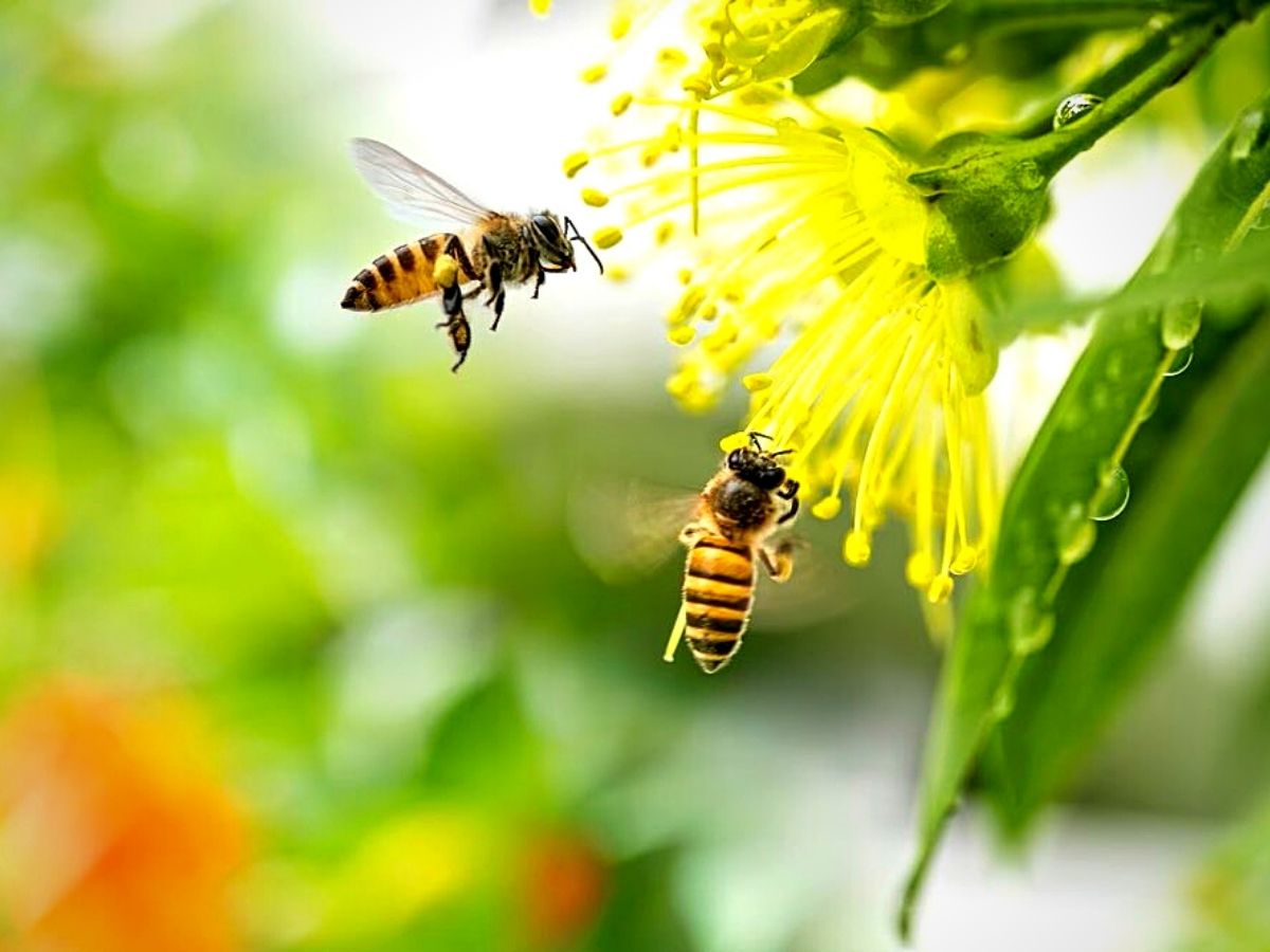 ​The Remarkable World Honey Bee Day