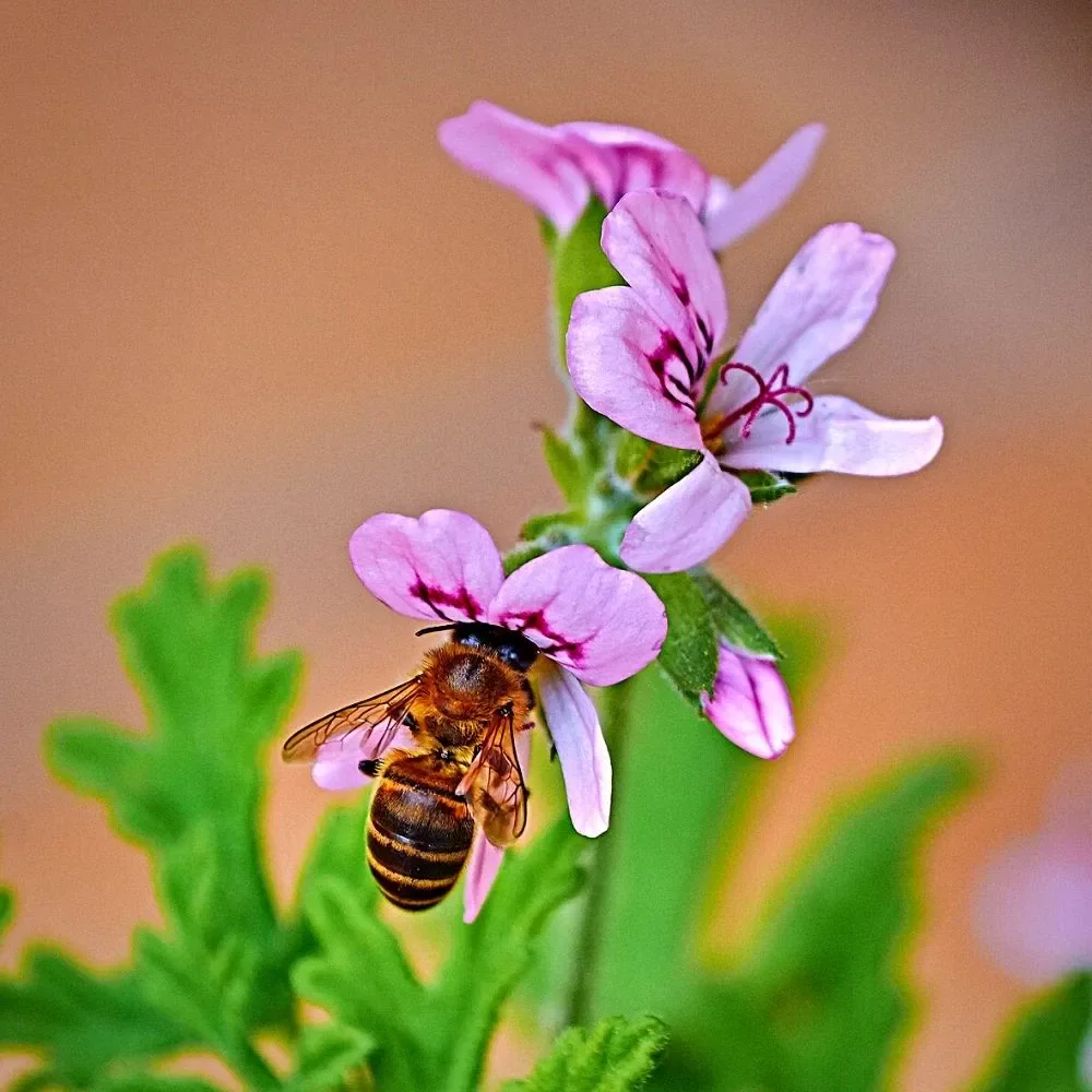 ​The remarkable World Honey Bee Day celebrates honeybees.