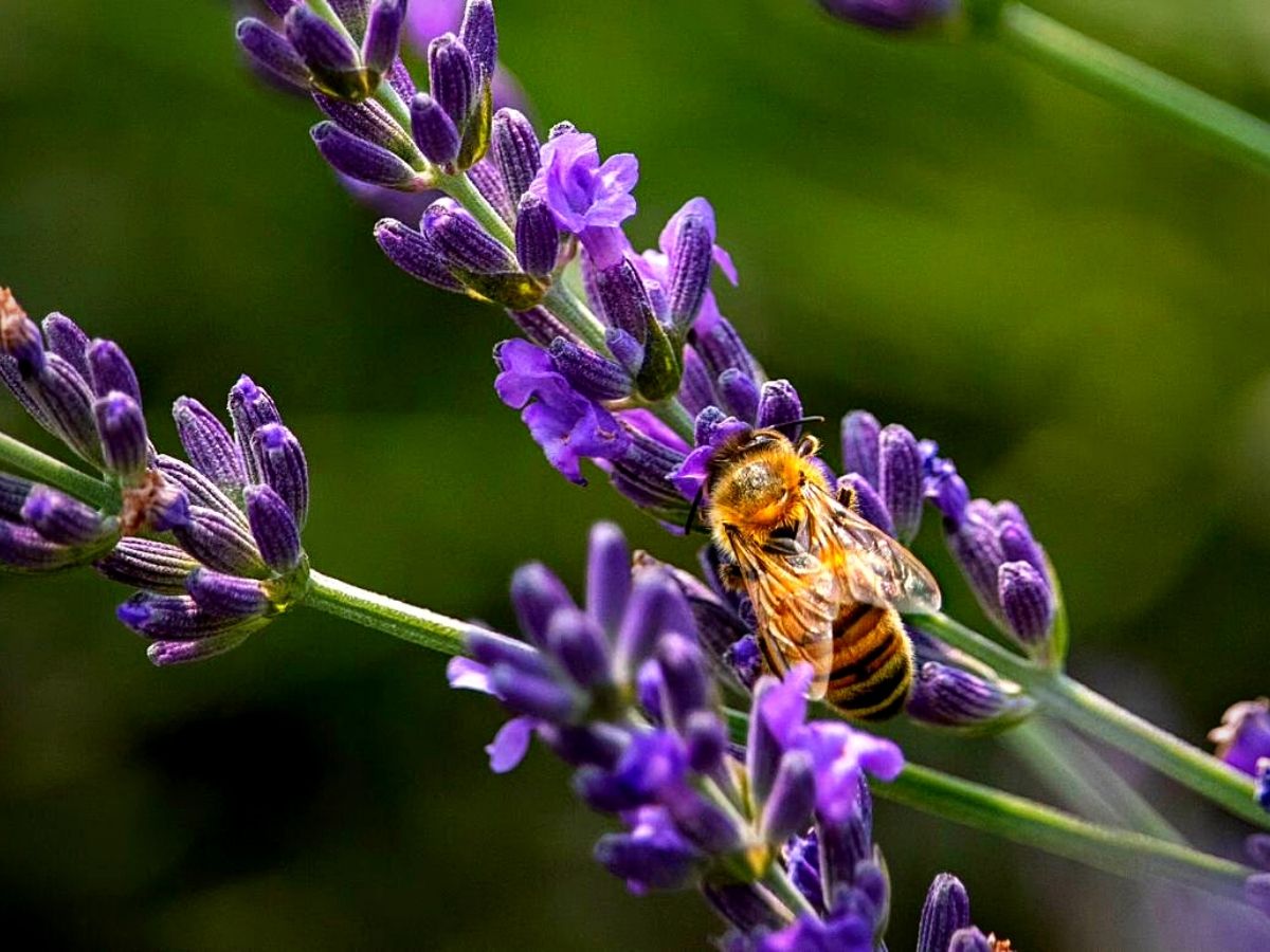 ​The Remarkable World Honey Bee Day