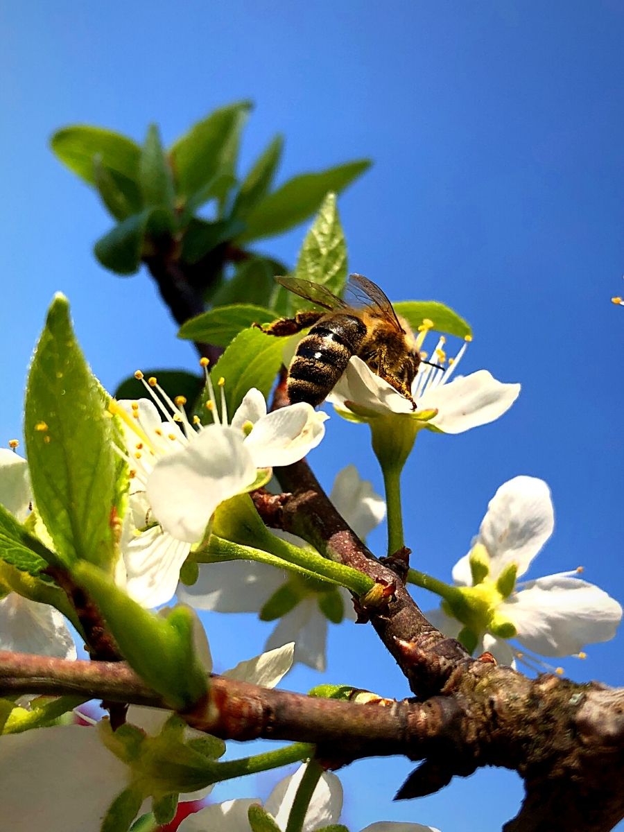 ​The Remarkable World Honey Bee Day