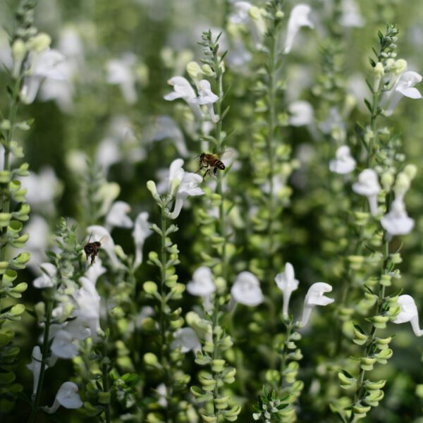 Scutellaria Tinkerbell - Mother Nature at Her Finest Marginpar Bee Magnet