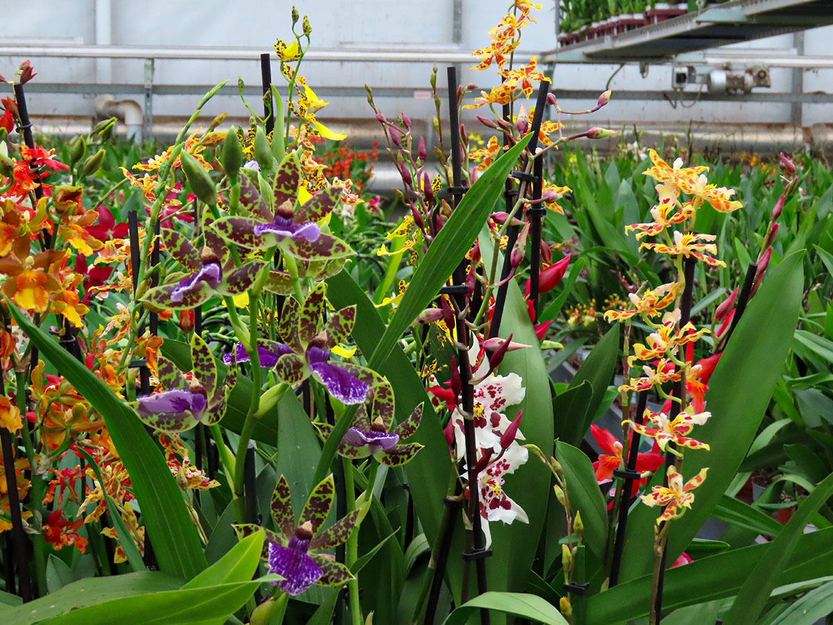 Inca Orchids