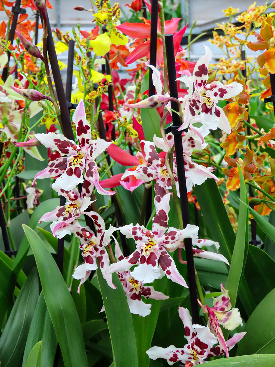 Inca Orchids