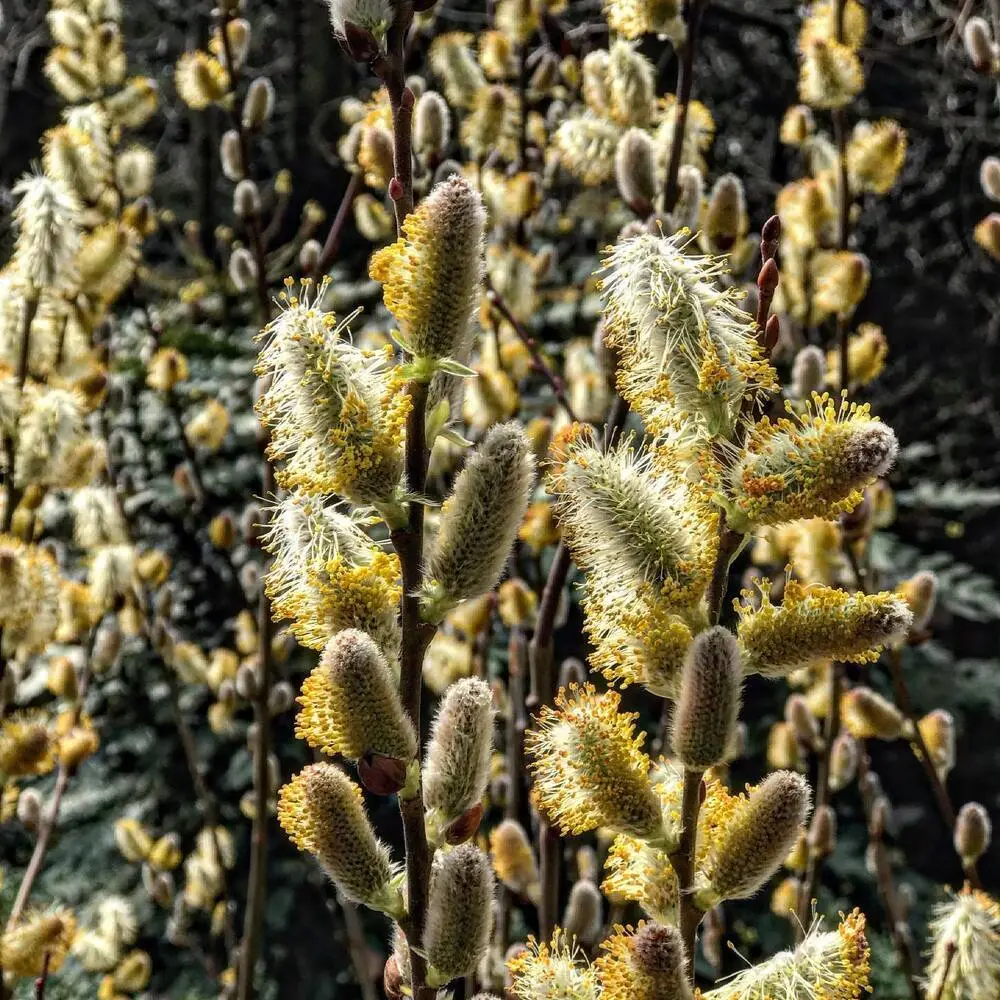 Pussy willows under the sun rays 