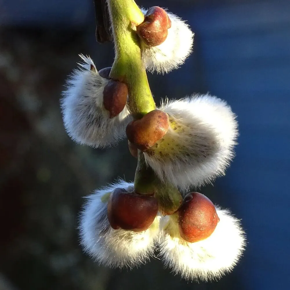 Beautiful Pussy Willow 