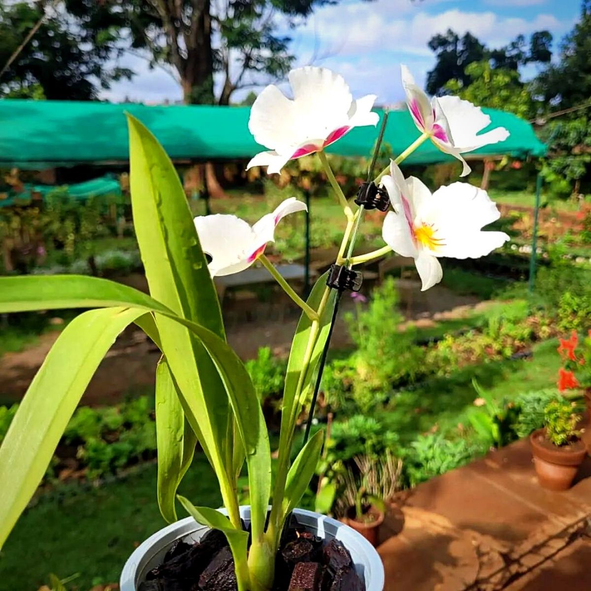 Orchid as Kenya’s National Flower