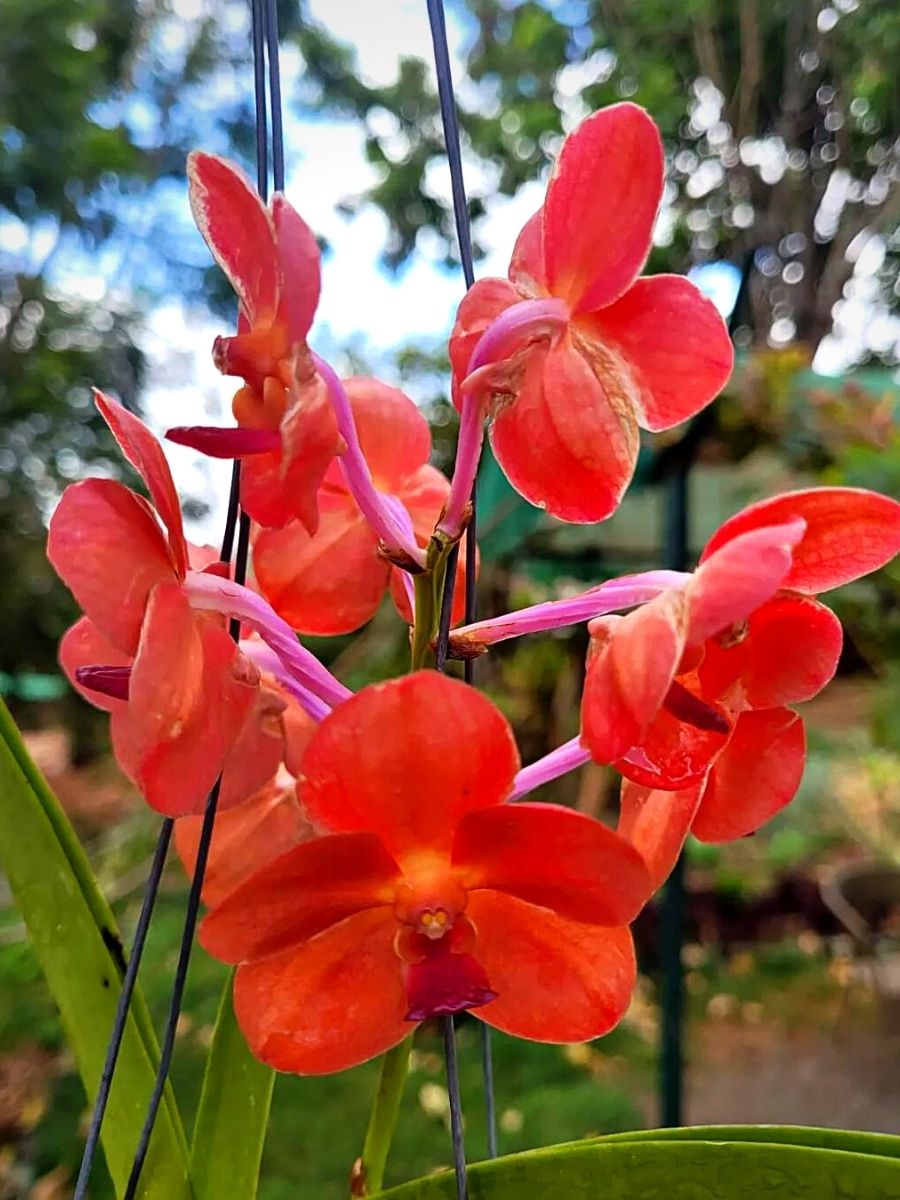 Orchid as Kenya’s National Flower