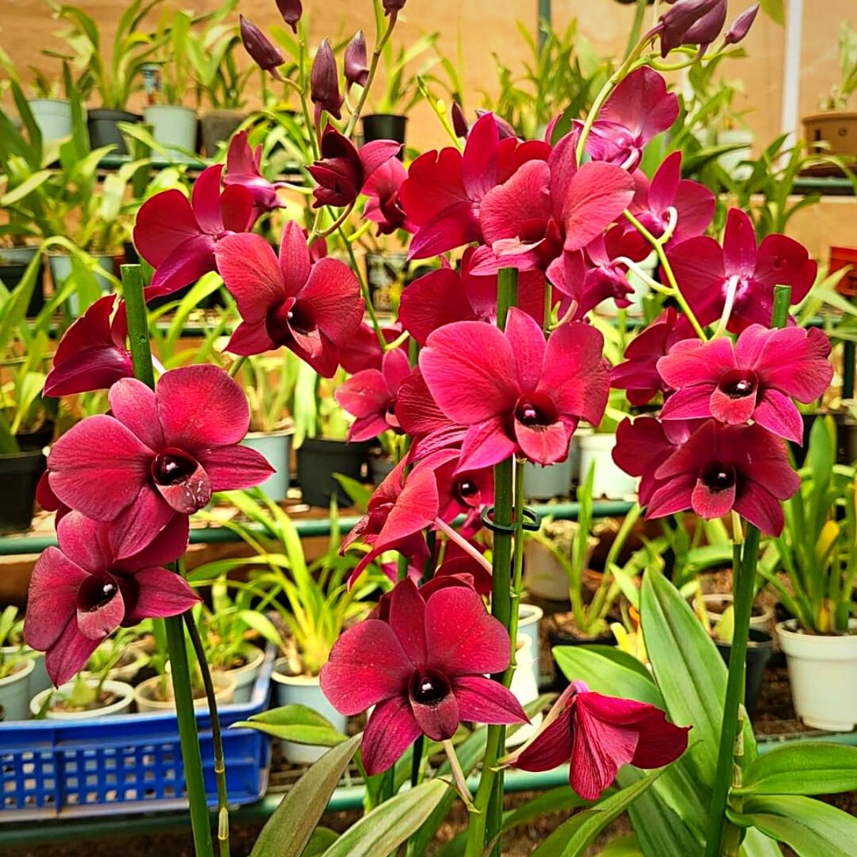 orchids Kenya national flower
