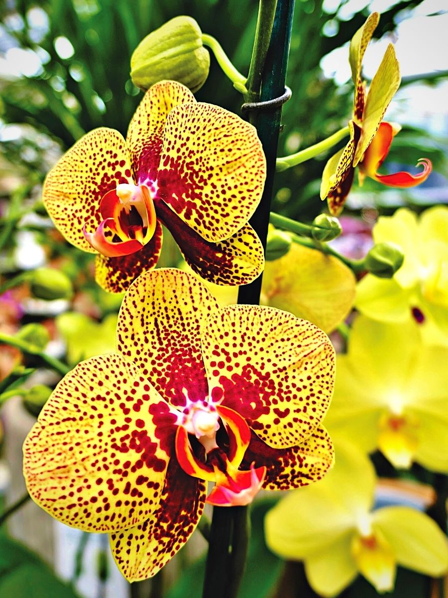 Orchid as Kenya’s National Flower