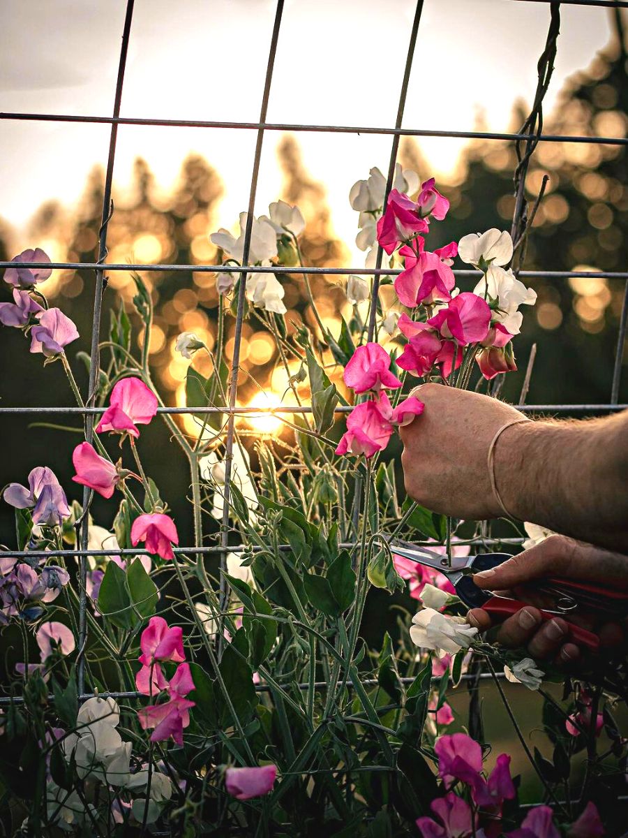 How to use flowers for relaxing