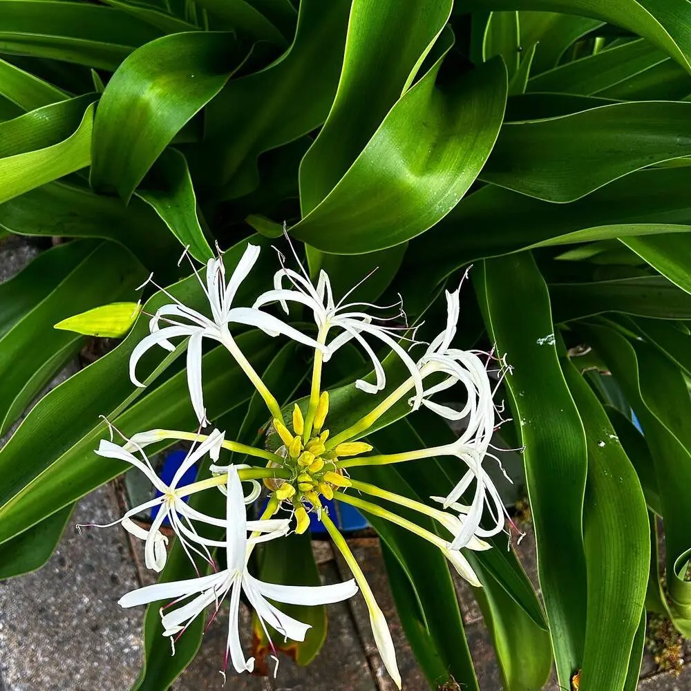 Spider lily outdoor plant