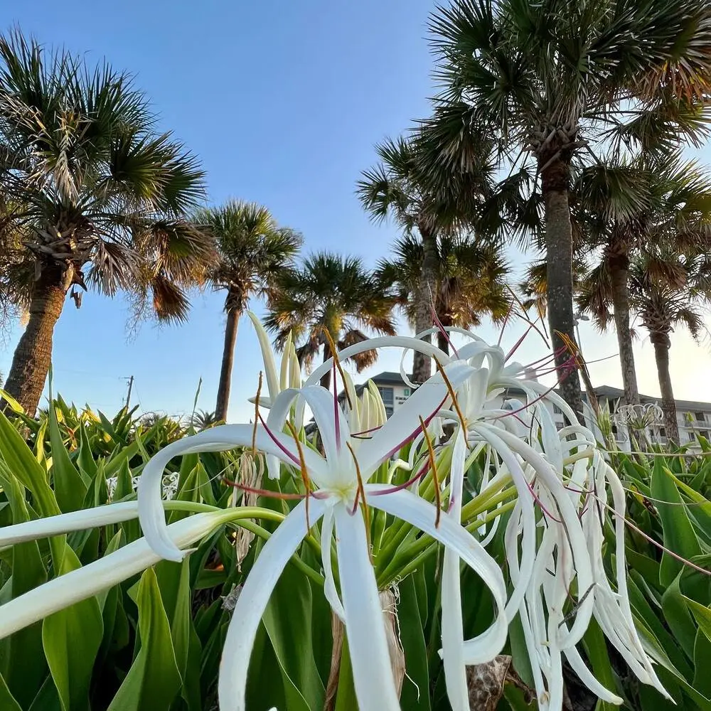 Beautiful Image of Spider lily 