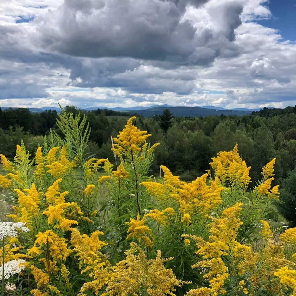 Beautiful image of Ragweed 