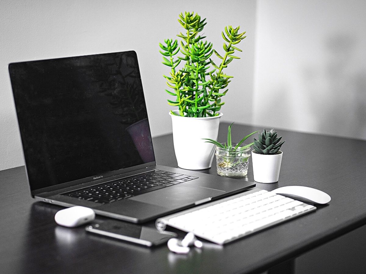 Succulent on desk