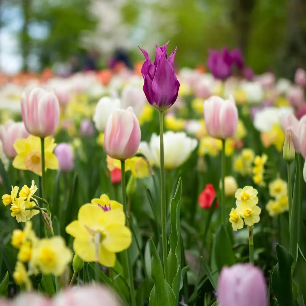 Tulips in Garden Area