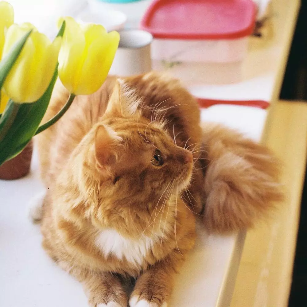 Cat with tulips