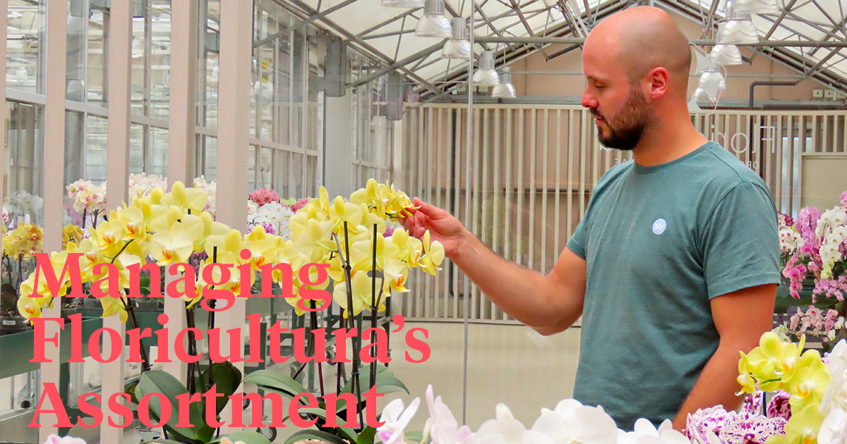 Genetics of Phalaenopsis Is About Balancing Beauty and Science ...