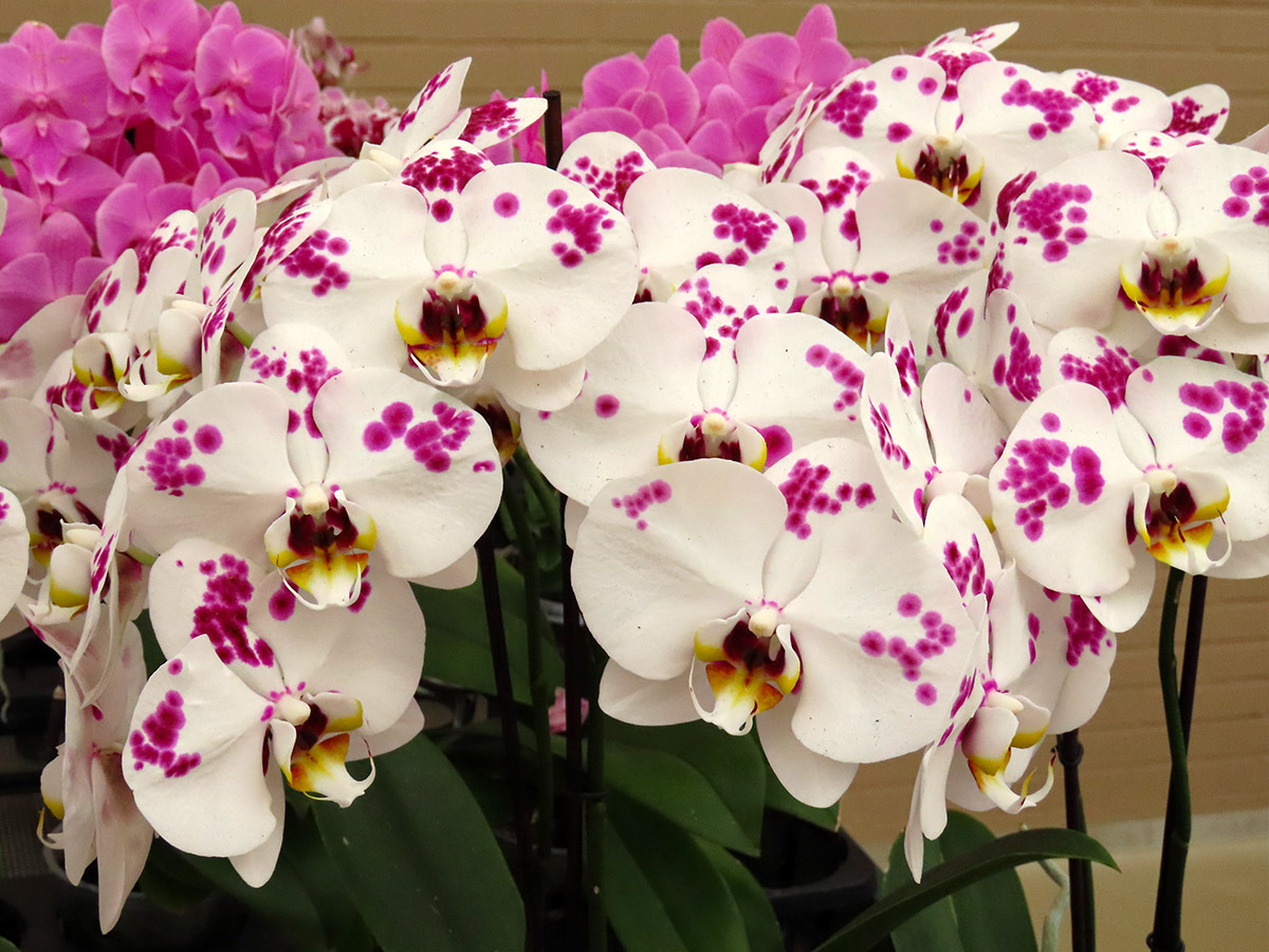 Floricultura Phalaenopsis