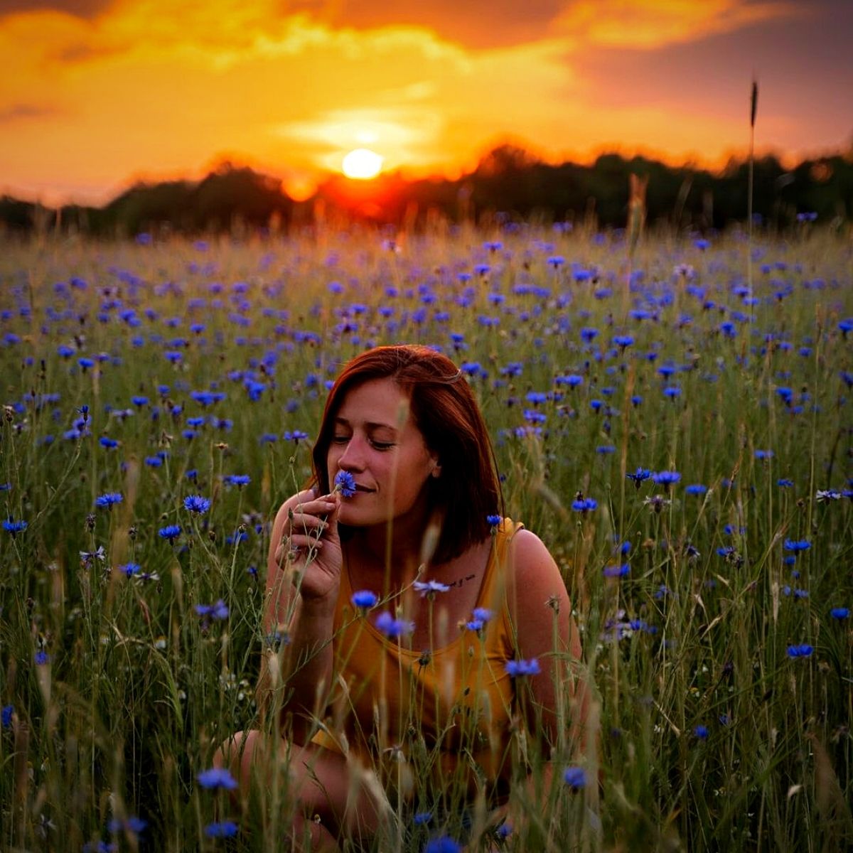 an evening in a flower field