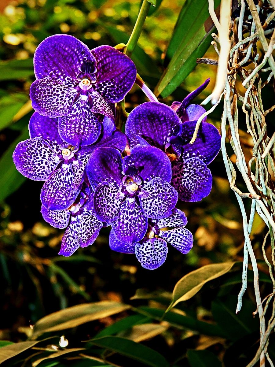 Kenya's National flower, the orchid