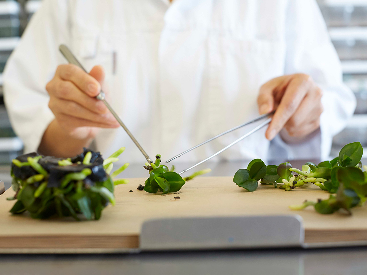 Floricultura Laboratory