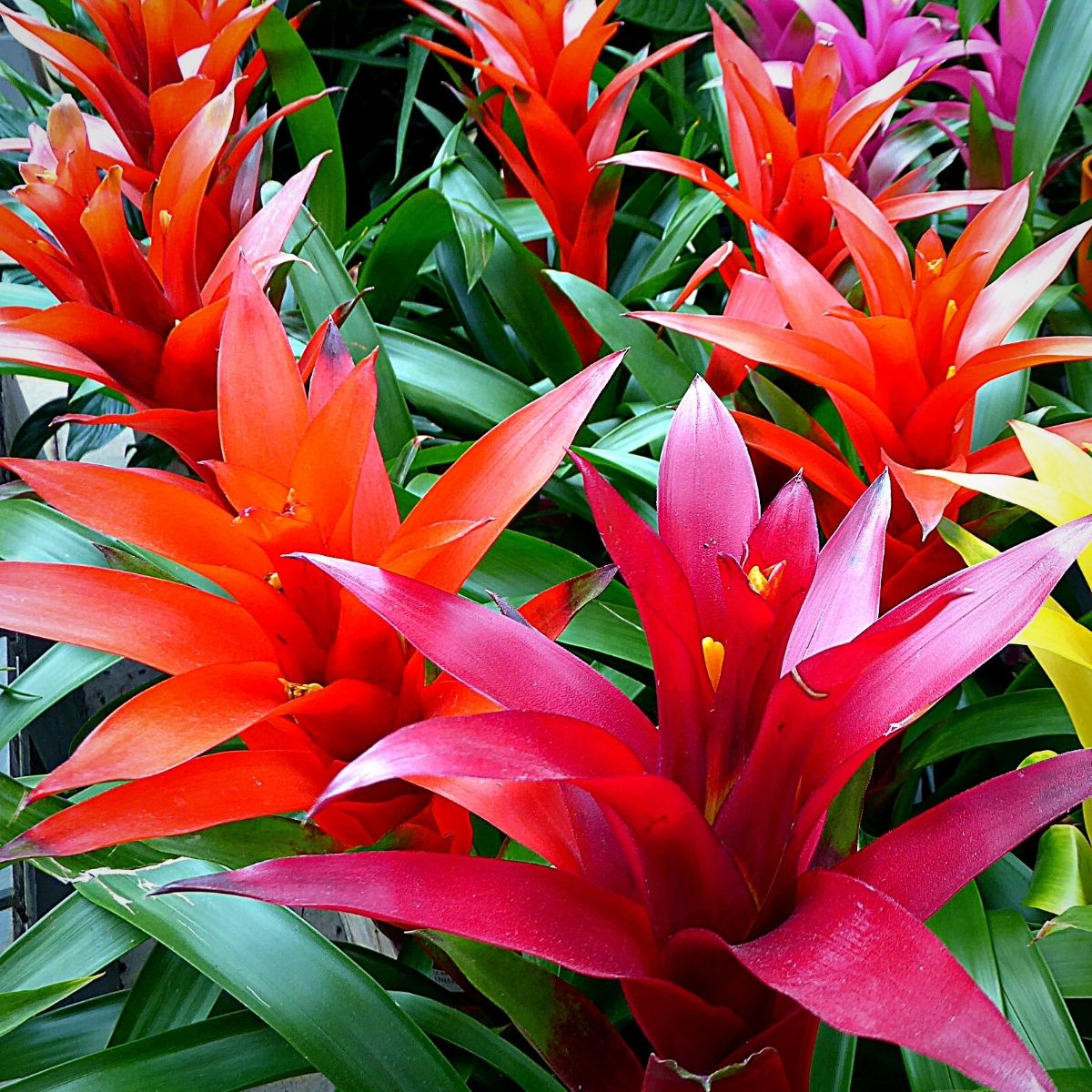 Guzmania Is a Tropical Beauty