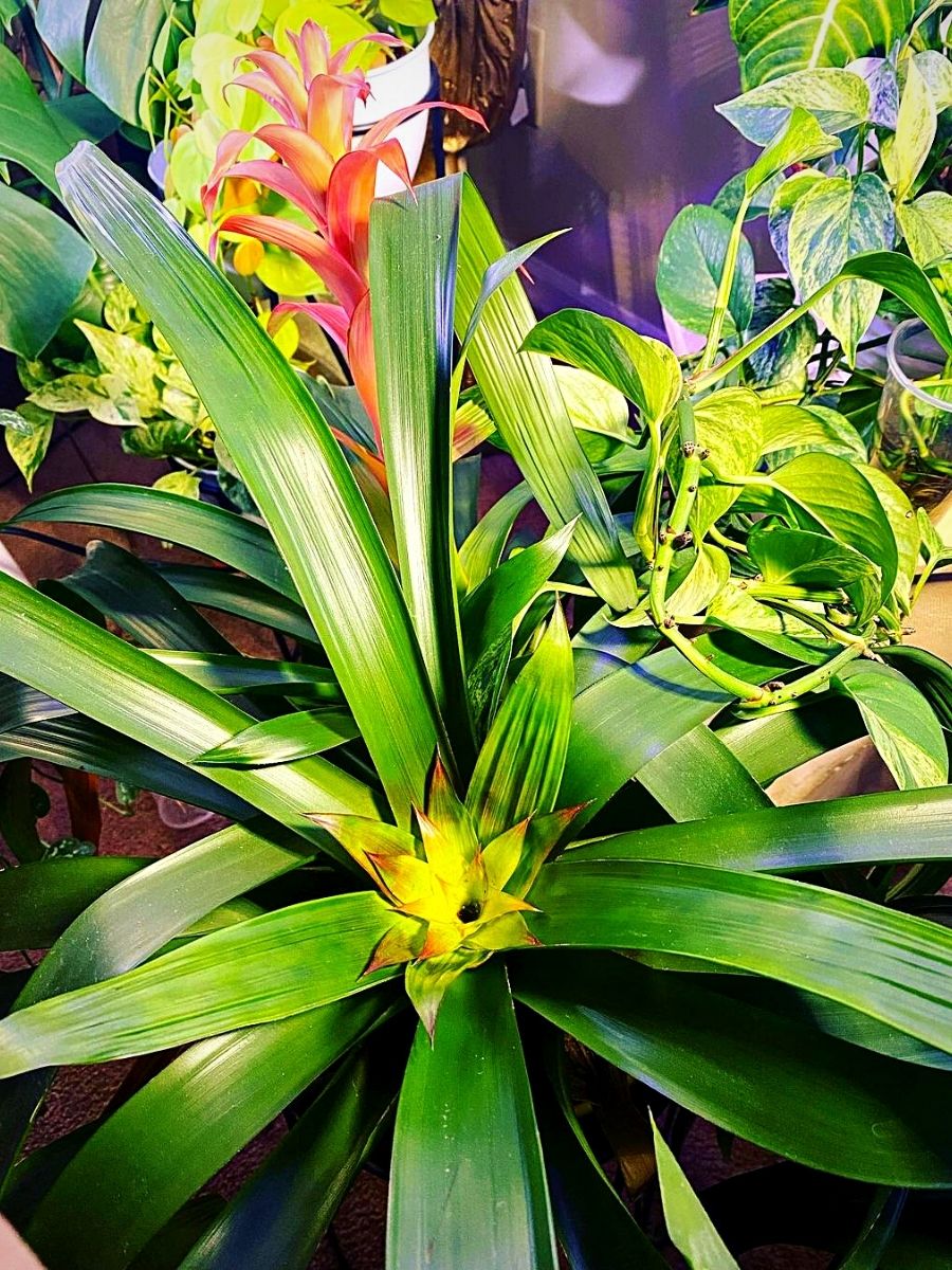 Bromelia Guzmania Is a Tropical Beauty 