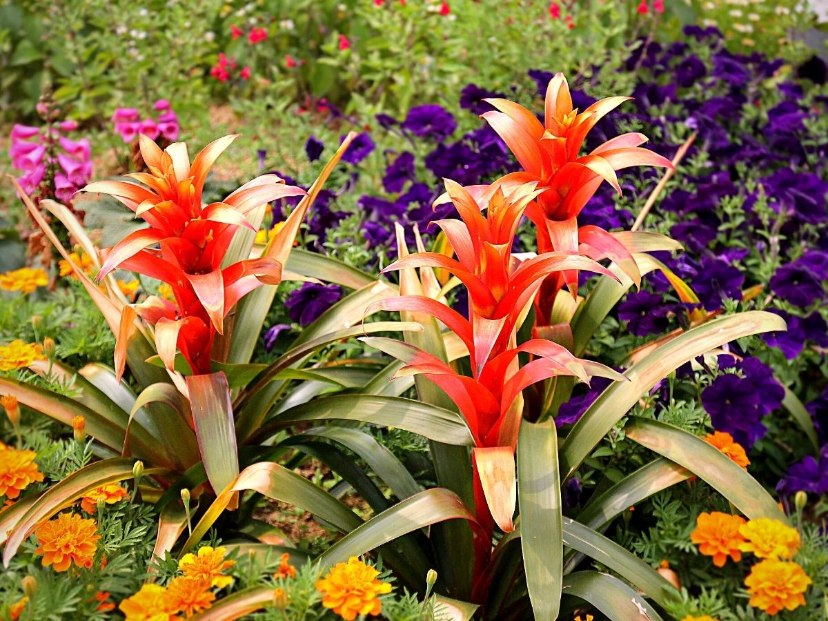 Bromelia Guzmania Is a Tropical Beauty 