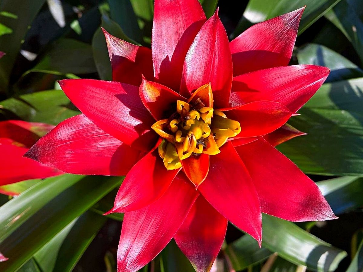 Bromelia Guzmania Is a Tropical Beauty 