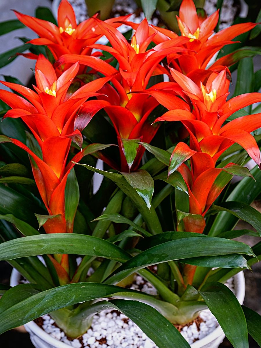 Bromelia Guzmania Is a Tropical Beauty 