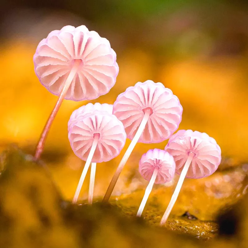 Pinkish fungi species