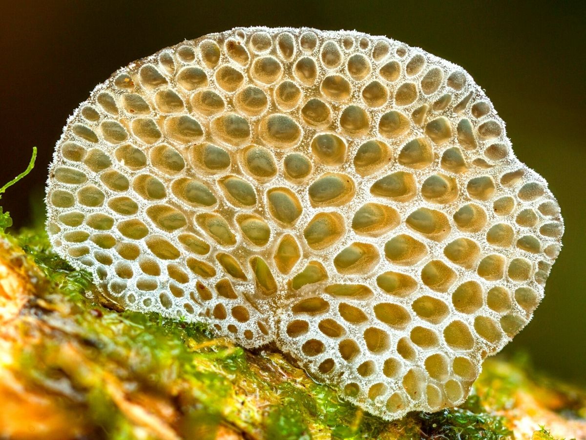 Oddly shaped fungi in forest