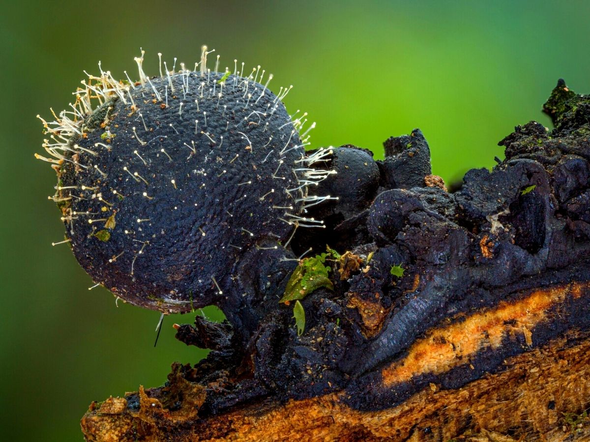 New species of black fantastic fungi