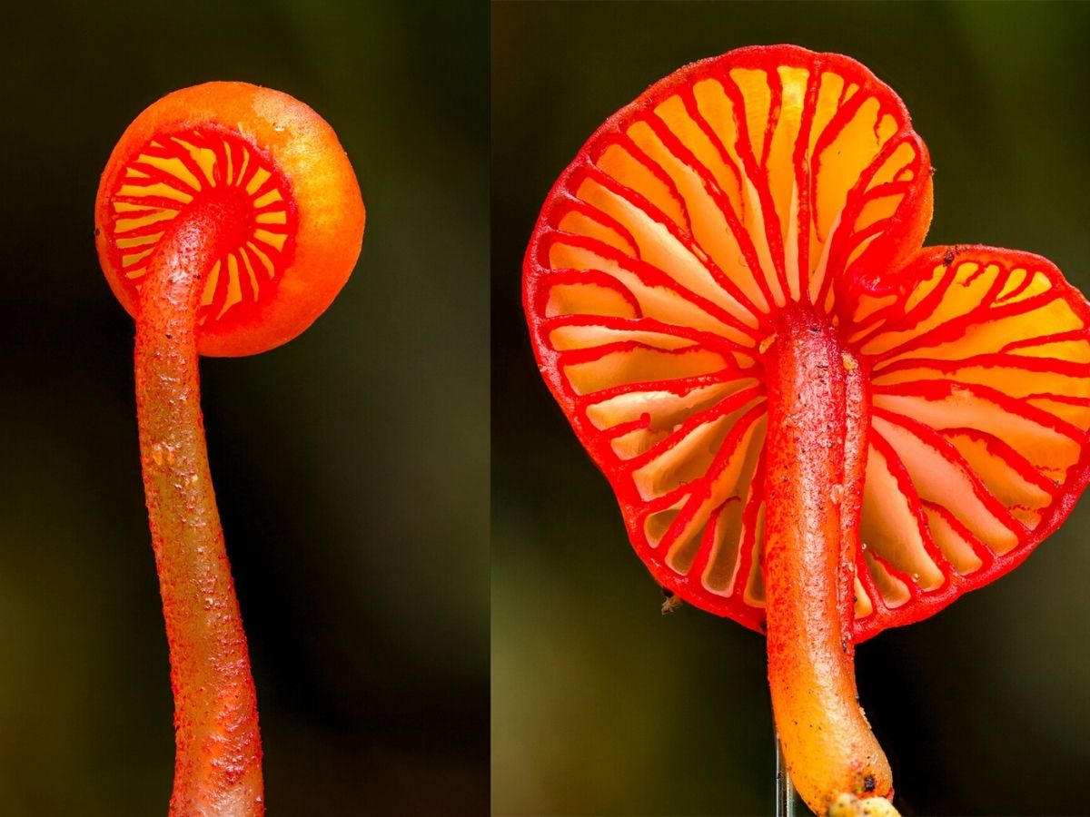 Bright red unique species of fungi