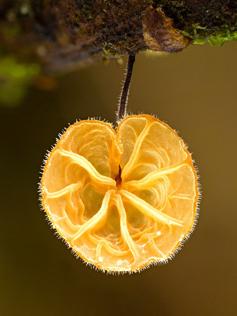 Fungi specie named indet Physalacriaceae