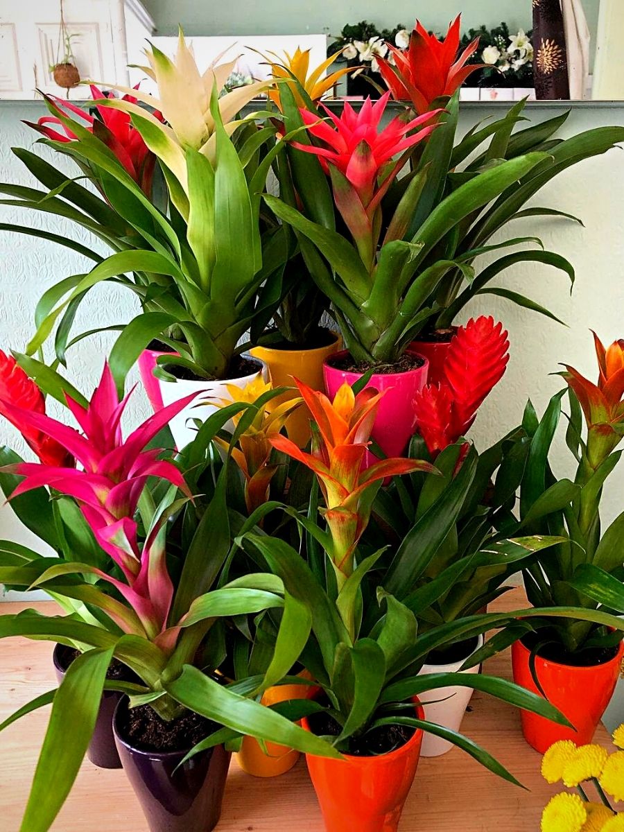 ​The Bromelia Guzmania Is a Tropical Beauty 