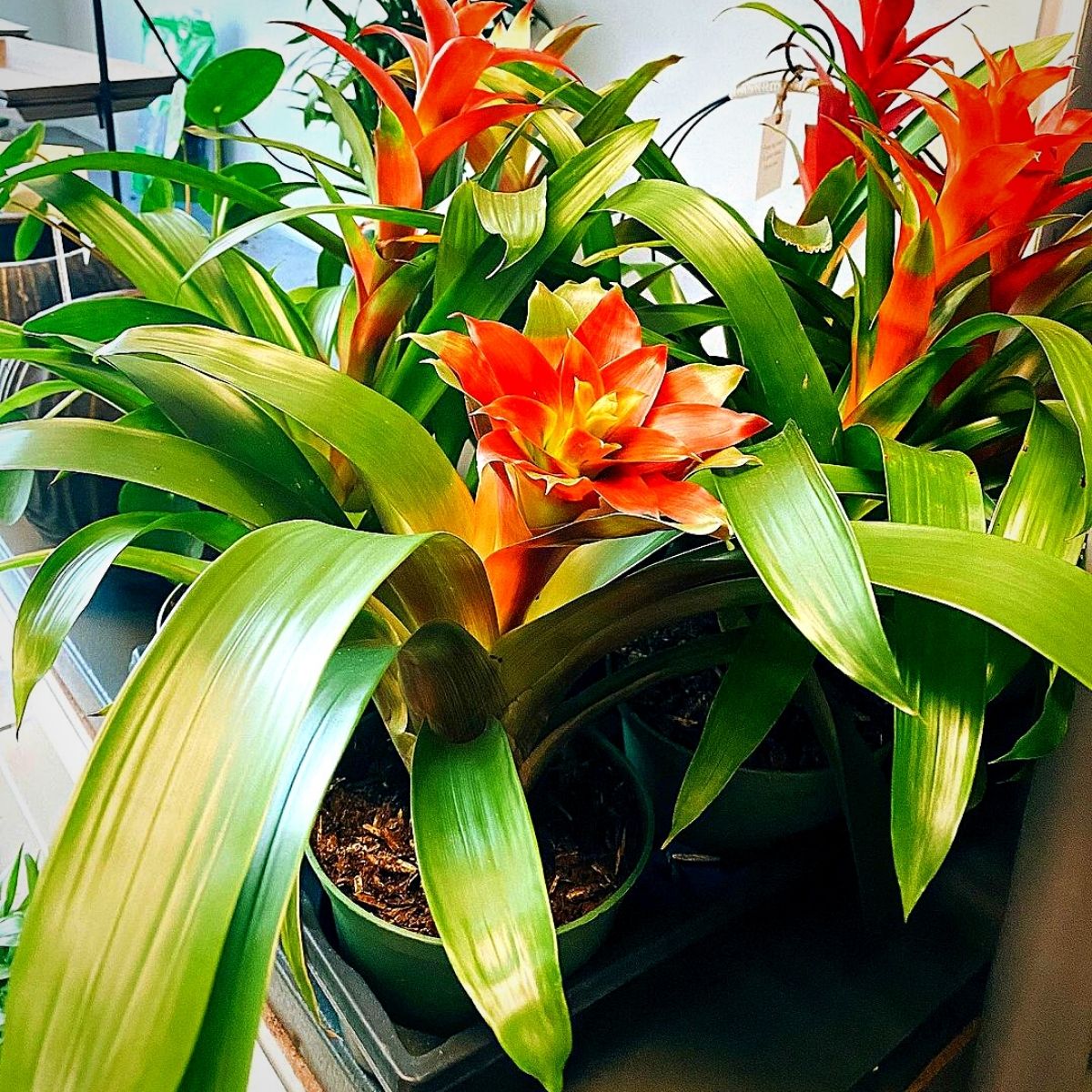 ​The Bromelia Guzmania Is a Tropical Beauty 