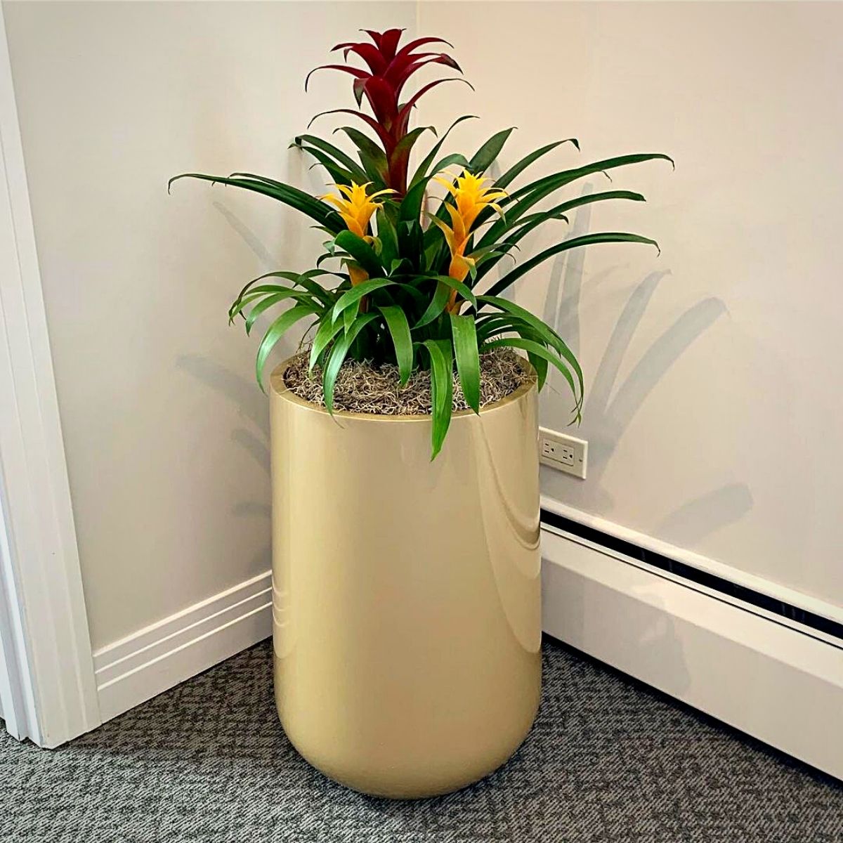 Guzmania Is a Tropical Beauty That You Should Try - Article onThursd