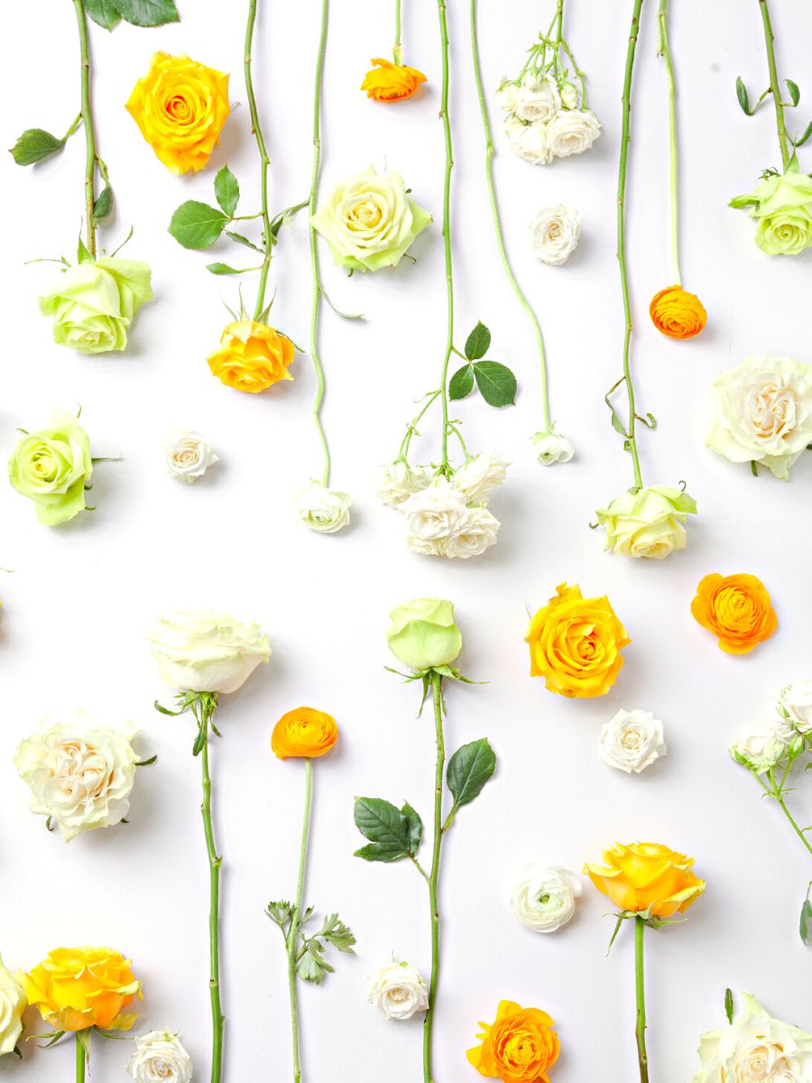 Combination of green memory roses with white and yellow