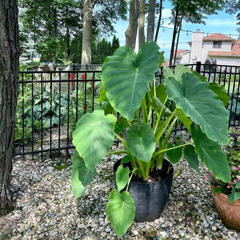 Elephant Ear Plant in Outdoor Space