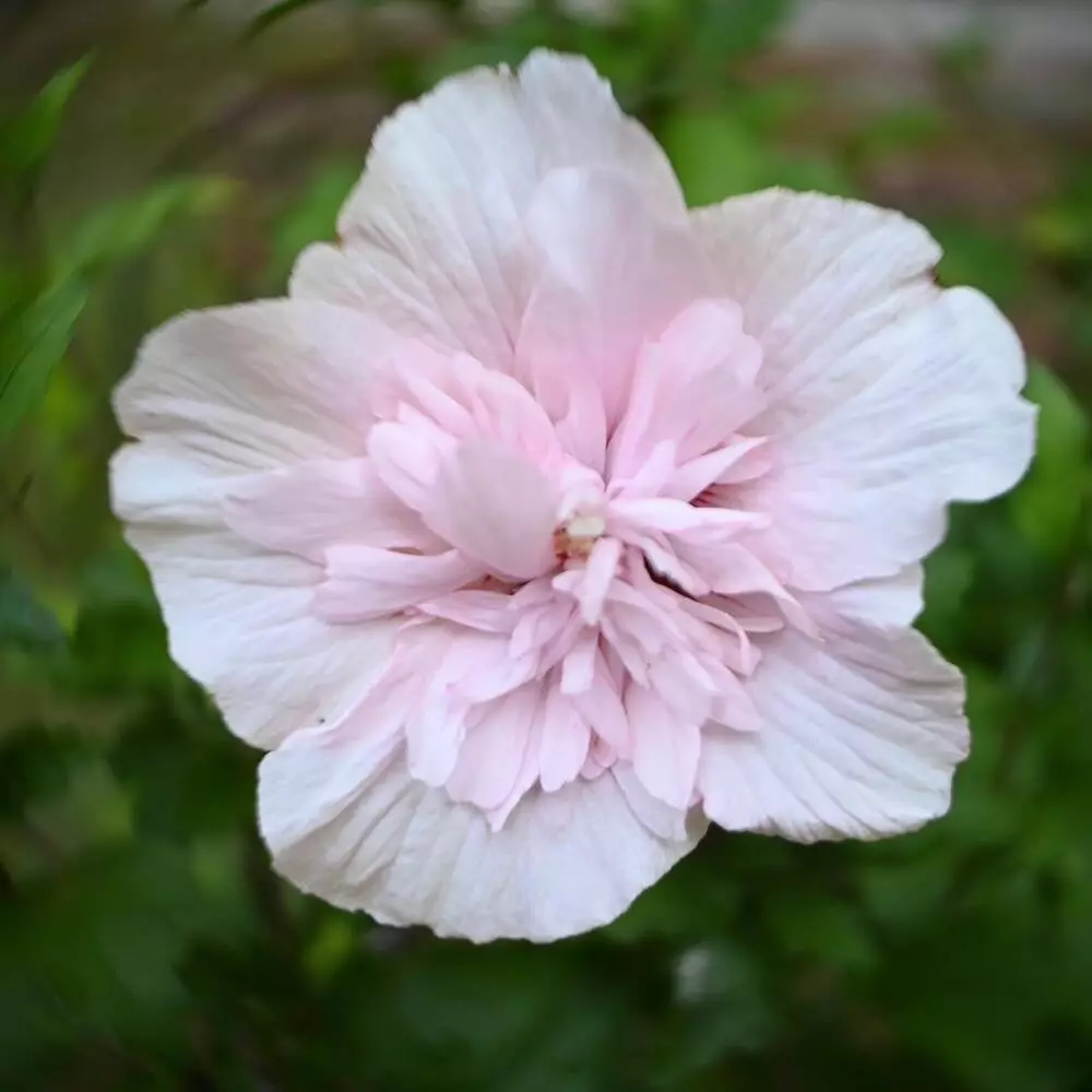 Rose of Sharon Outdoor Plant
