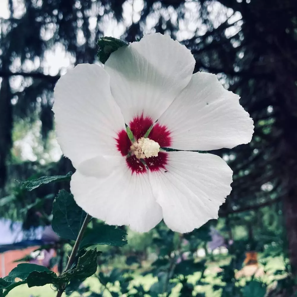 Rose of Sharon flower