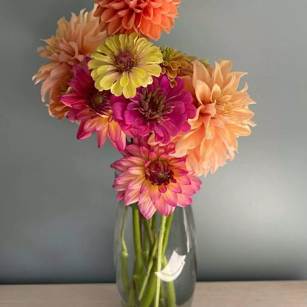 Zinnia Flowers on desk