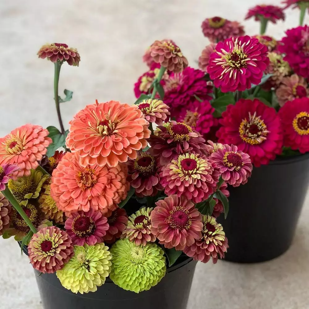 Zinnia Colorfull Flowers 