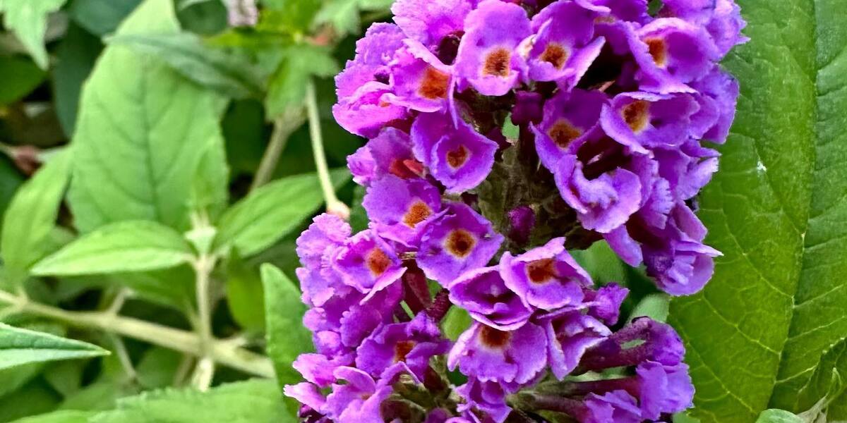 Butterfly Bush